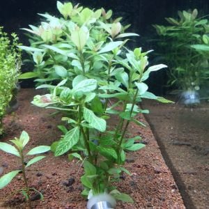 Hygrophila rosanervis BUKET