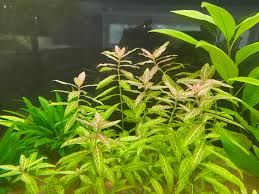 Hygrophila rosanervis BUKET
