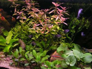 Hygrophila rosanervis BUKET