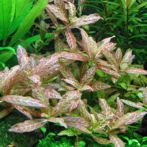 Hygrophila rosanervis İTHAL BUKET