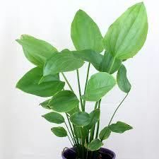 Echinodorus grandiflorus deltoid BUKET