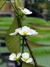 Echinodorus grandiflorus deltoid BUKET
