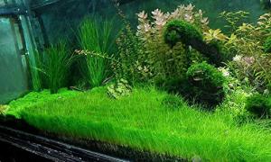 Eleocharis parvula BUKET
