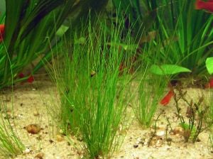 Eleocharis parvula BUKET