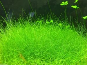 Eleocharis parvula BUKET