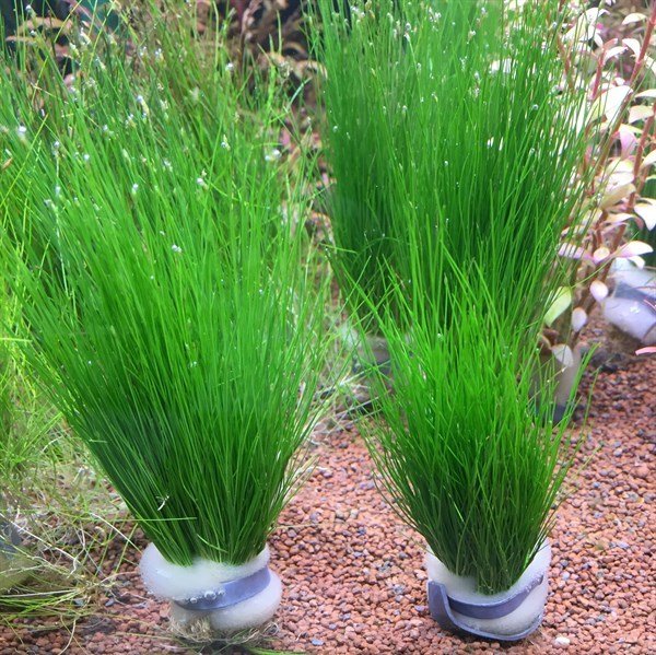 Eleocharis parvula BUKET