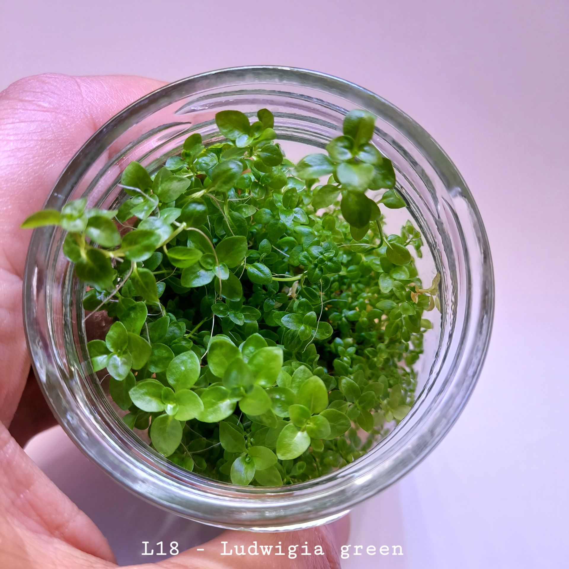 Ludwigia green IN VITRO JAR (KAVANOZ)