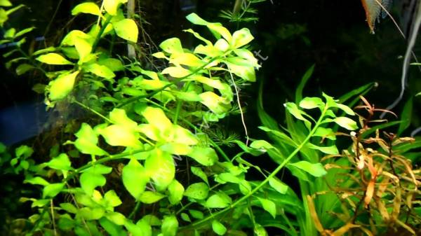Ludwigia green IN VITRO JAR (KAVANOZ)