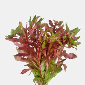 Ammannia senegalensis İTHAL BUKET ÖN SİPARİŞ