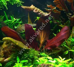 Echinodorus hadi red pearl ADET - APC ÖN SİPARİŞ