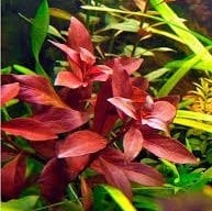 Ludwigia diamond IN VITRO JAR (KAVANOZ)