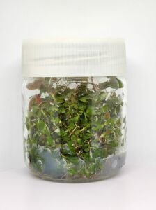 Ludwigia diamond IN VITRO JAR (KAVANOZ)