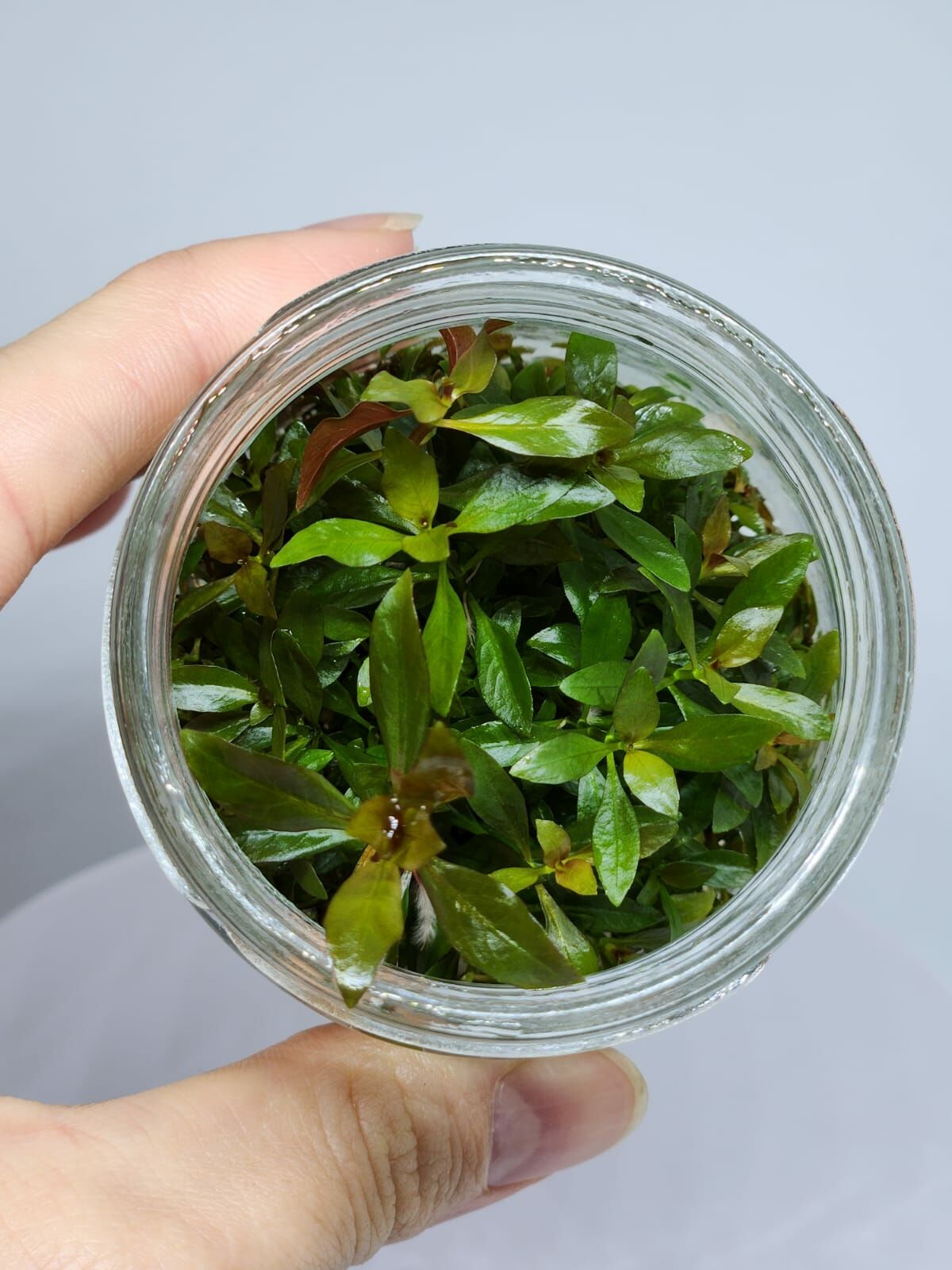 Ludwigia diamond IN VITRO JAR (KAVANOZ)