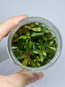 Ludwigia diamond IN VITRO JAR (KAVANOZ)