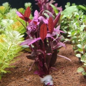 Alternanthera sessilis İTHAL BUKET ÖN SİPARİŞ