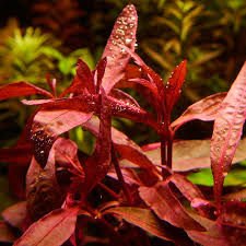 Alternanthera sessilis İTHAL BUKET ÖN SİPARİŞ