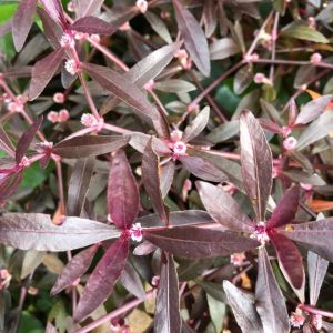 Alternanthera sessilis İTHAL BUKET ÖN SİPARİŞ