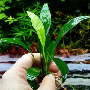 Anubias congensis mini ADET