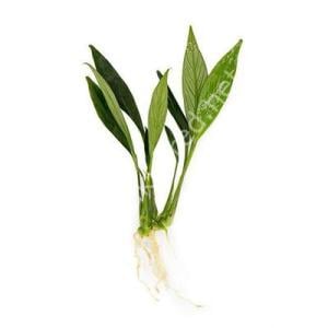 Anubias congensis mini ADET