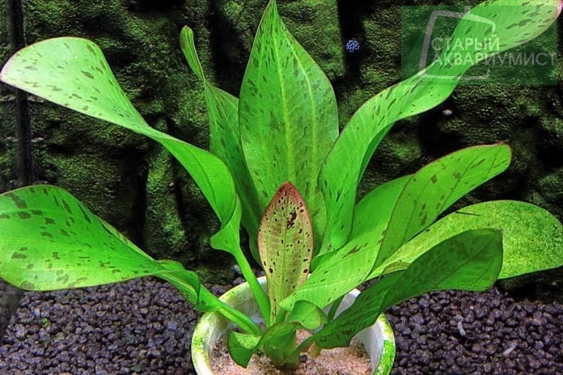 Echinodorus jaguar ADET