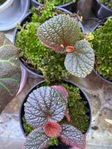 Begonia red bengkayang İTHAL ADET