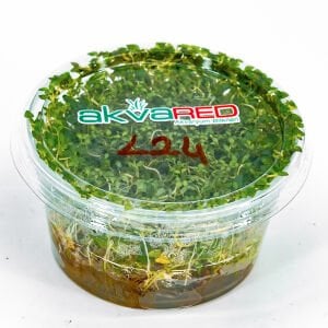 Lysimachia nummularia aurea IN VITRO CUP