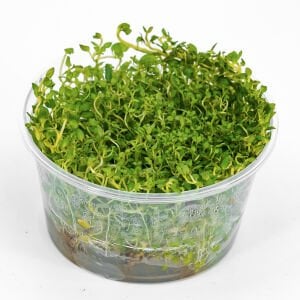 Lysimachia nummularia aurea IN VITRO CUP