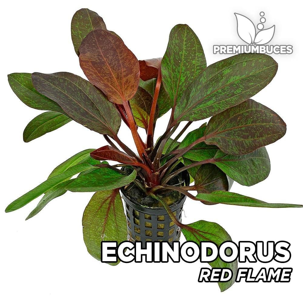 Echinodorus red flame ADET
