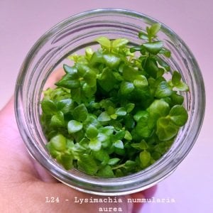 Lysimachia nummularia aurea IN VITRO CUP