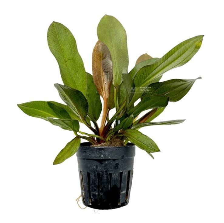 Echinodorus red phoenix ADET