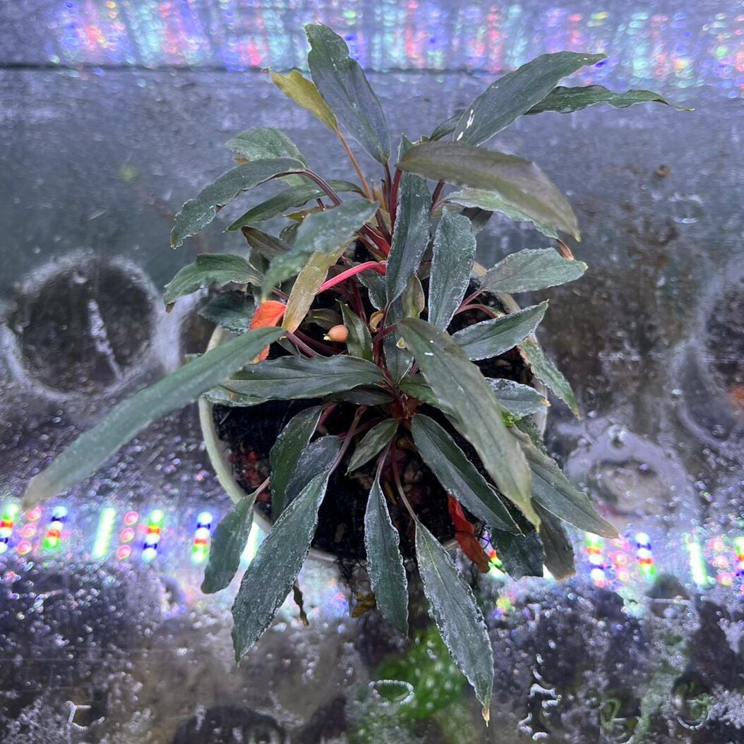 Homalomena red sulawesi ADET ITHAL