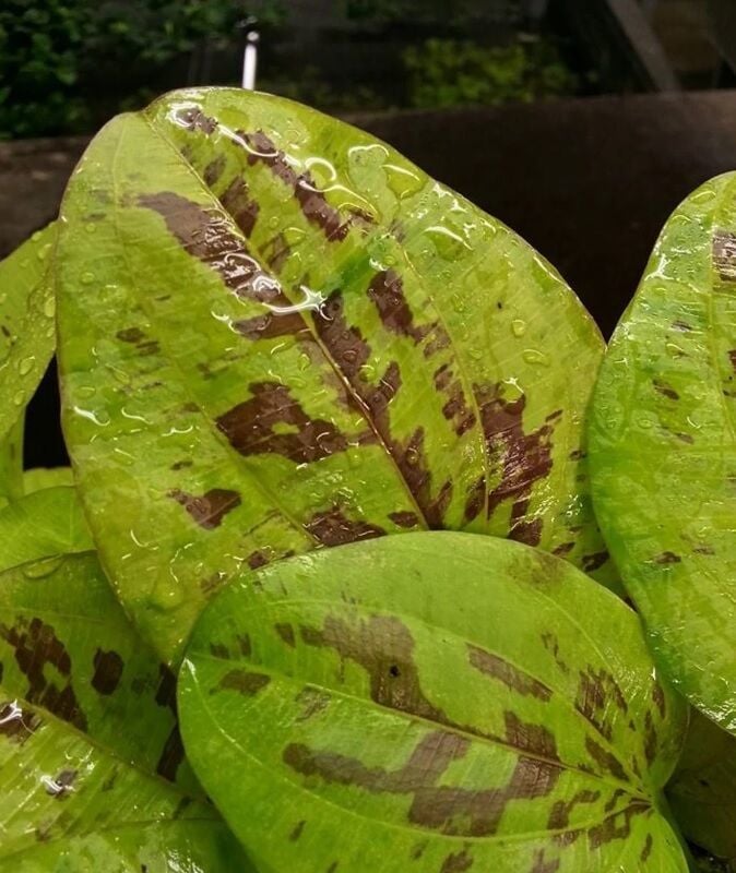 Echinodorus yellow sun ADET