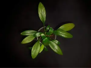 Homalomena sumatra green ADET ITHAL