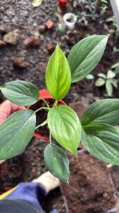 Homalomena sumatra green ADET ITHAL