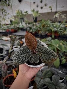 Ardisia corco kapuas