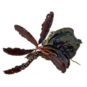 Bucephalandra kedagang ON WOOD (5x10 cm)