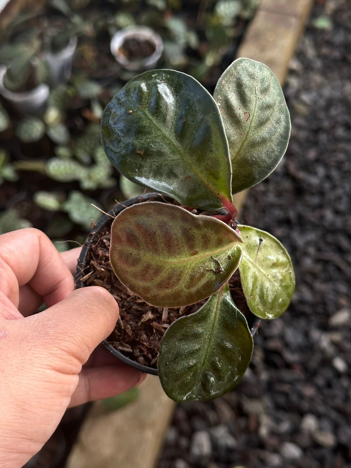 Labisia dimersa ADET ÖN SİPARİŞ