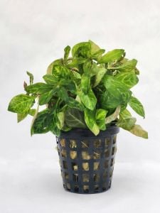 Ludwigia rubin variegated ADET