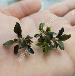 Bucephalandra kedagang mini round ADET - ÖN SİPARİŞ