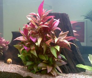 Alternanthera reineckii lilacina İTHAL BUKET ÖN SİPARİŞ