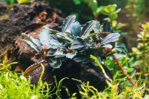 Bucephalandra kedagang mini round ADET - ÖN SİPARİŞ