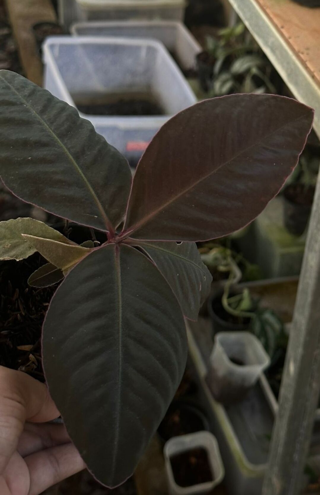 Labisia red bengkayang  ADET ITHAL