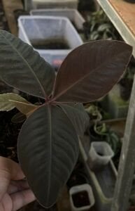 Labisia red bengkayang  ADET ITHAL