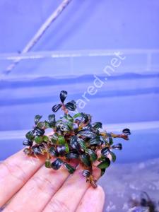 Bucephalandra mini phantom 10X10CM 