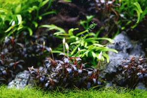 Bucephalandra mini phantom 10X10CM