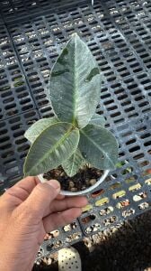 Labisia silver serimbu  ADET ITHAL