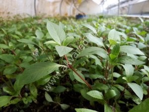 Karışık KOLAY 50 Buket Bitki Paketi