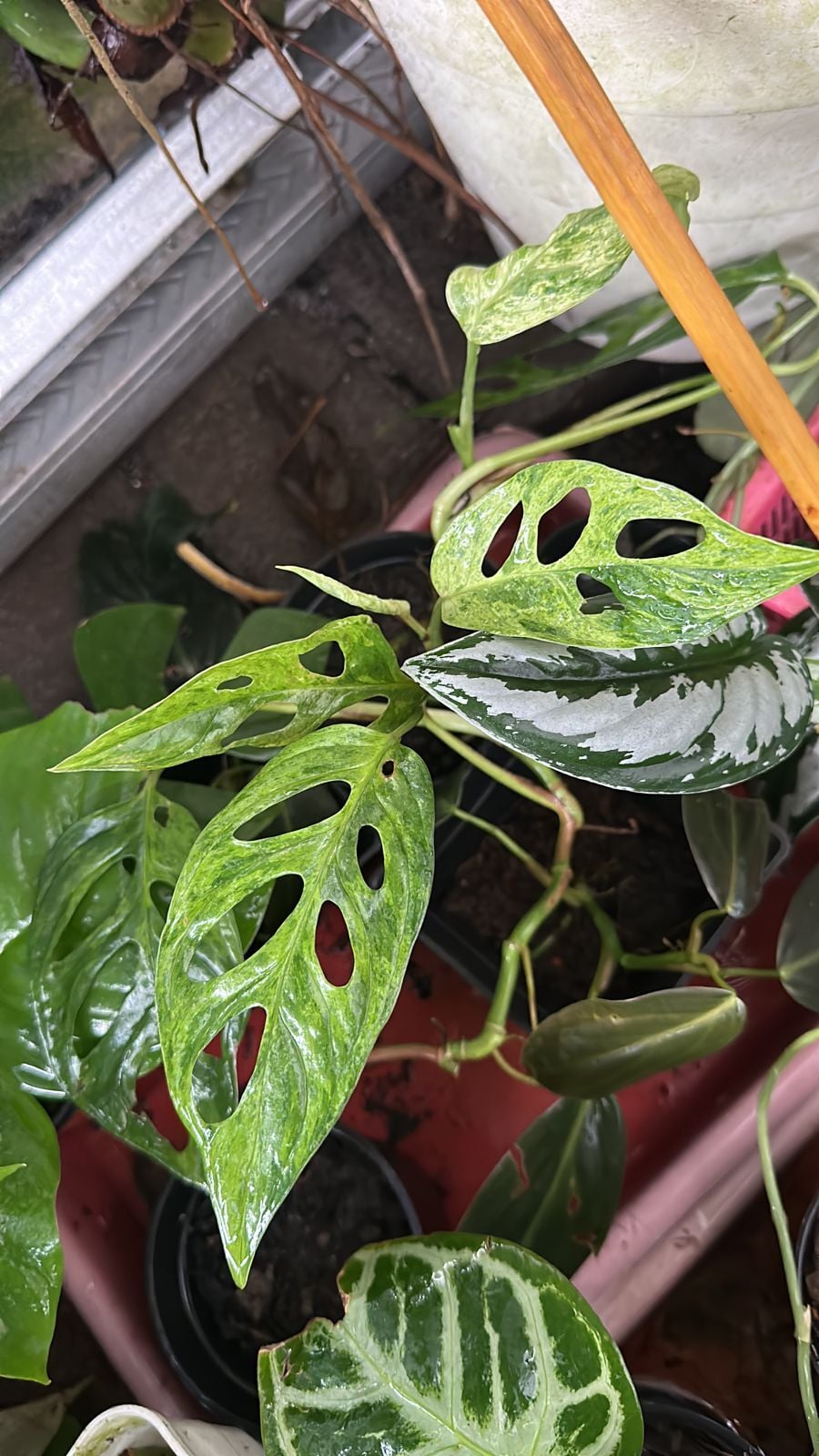Monstera andansonii variegata ADET ÖN SİPARİŞ