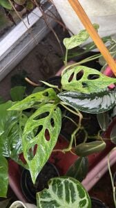 Monstera andansonii variegata ADET ÖN SİPARİŞ