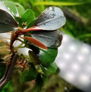 Bucephalandra melon 10x10CM 